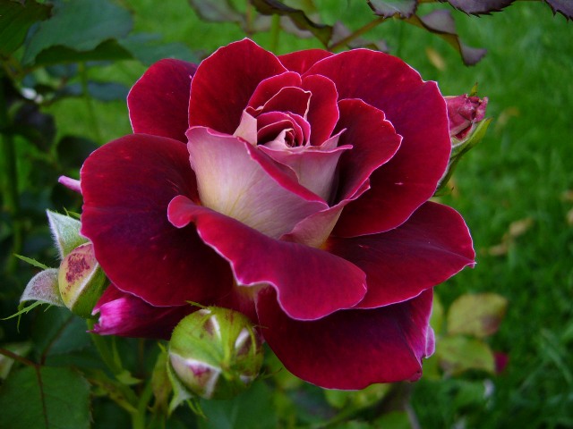 6 советов по выращиванию роз в холодном климате.