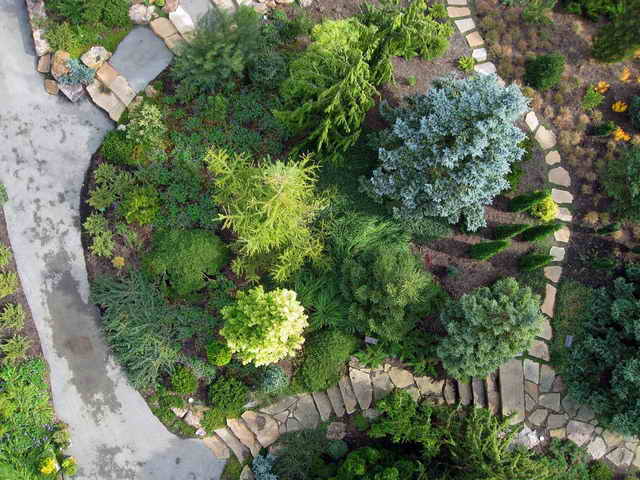 Хвойные растения для сада: правила построения композиций.