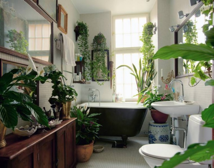 Какие растения подходят для ванной?