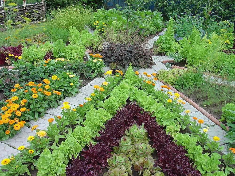 Как совместить сад с полезной зеленью?