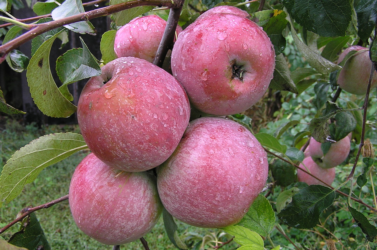 Как правильно прививать яблоню с помощью черенков?