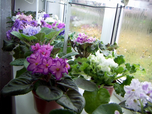 Лучшие цветы для кухни. 23 растения — фото, описание и уход.