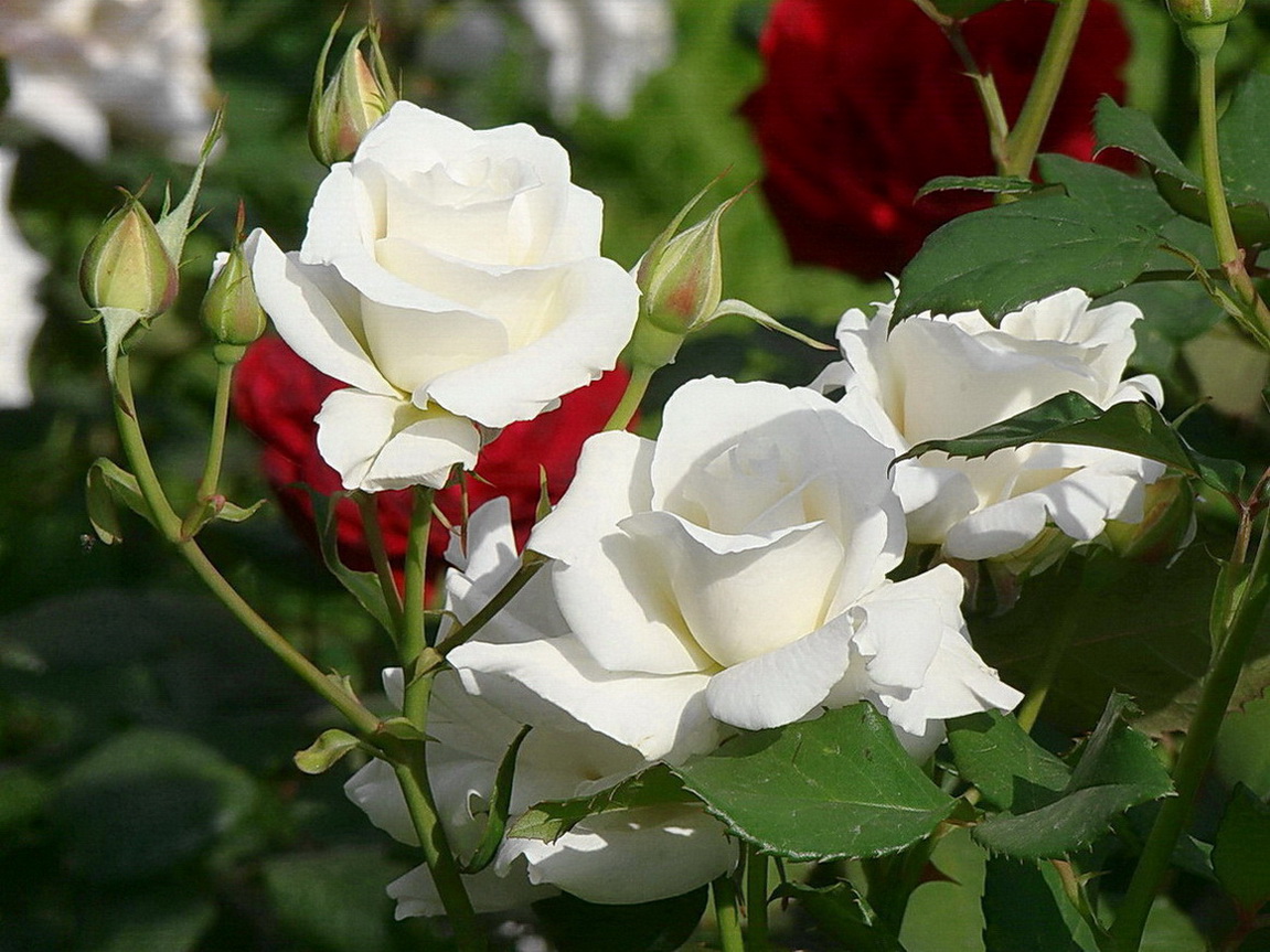 Розы бел восточная. Садбарги Сафед.