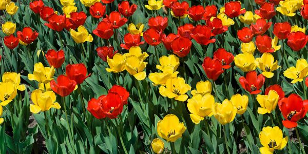 red-and-yellow-tulips