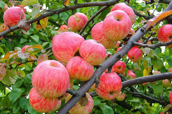 Какие посадить саженцы яблони в Украине?