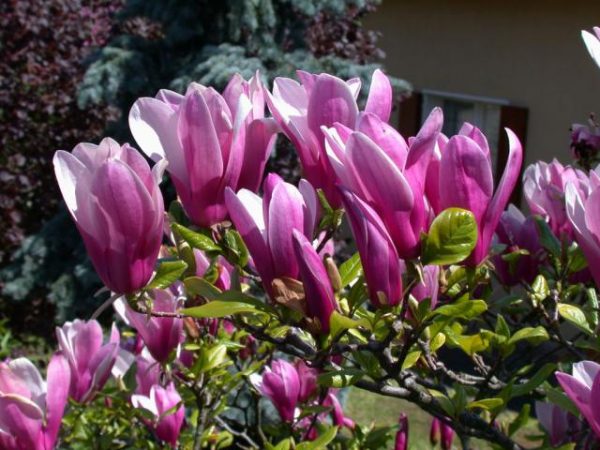 magnolia-susan