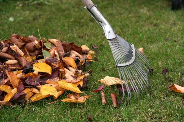 Raking autumn leaves, gardening during the holidays (horizontal)