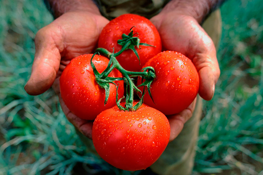 Основные премудрости высокорослых томатов