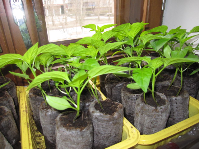 Агротехника выращивания домашней рассады перца