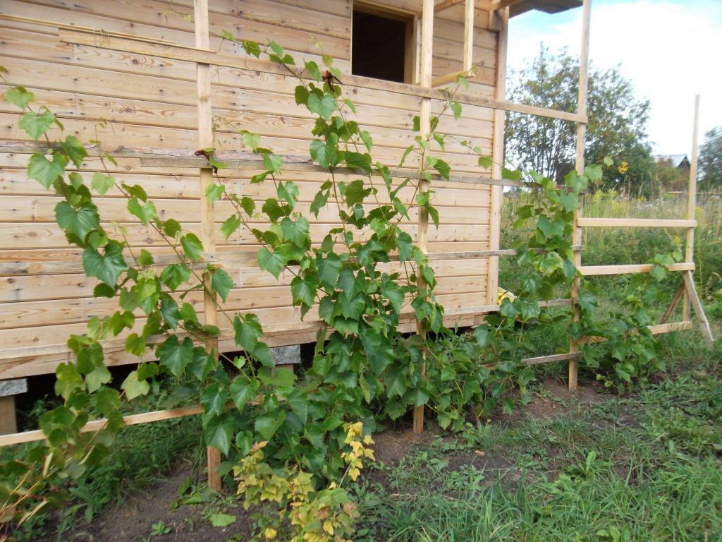 Виноград — солнцелюбивое растение. Черенкуем и сажаем.