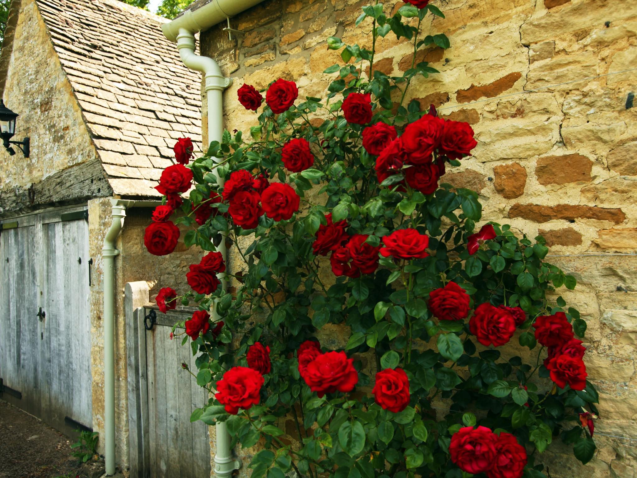 Как правильно посадить и ухаживать за плетистыми розами?