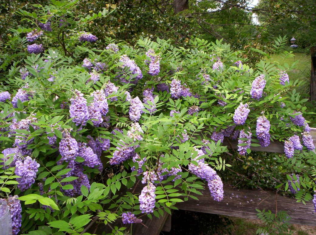 Глициния Longwood Purple