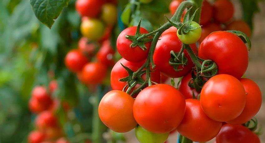 Какие факторы влияют на урожай томатов?